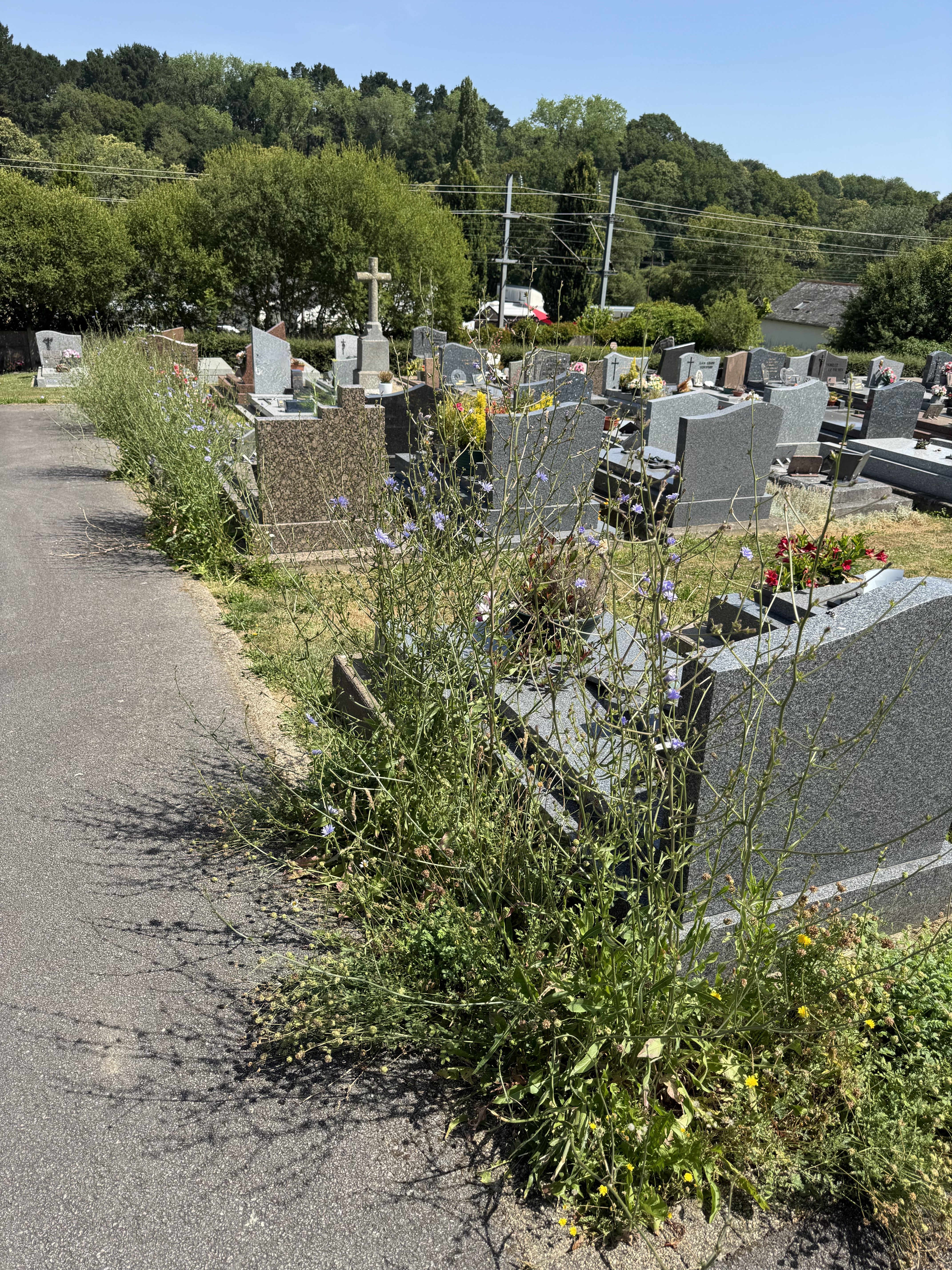 Cimetière : la « gestion différenciée » ne peut pas tout excuser